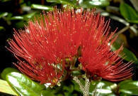 Myrtaceae